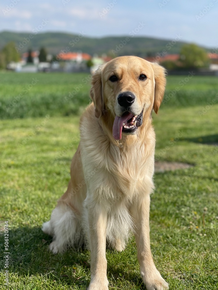 golden retriever puppy