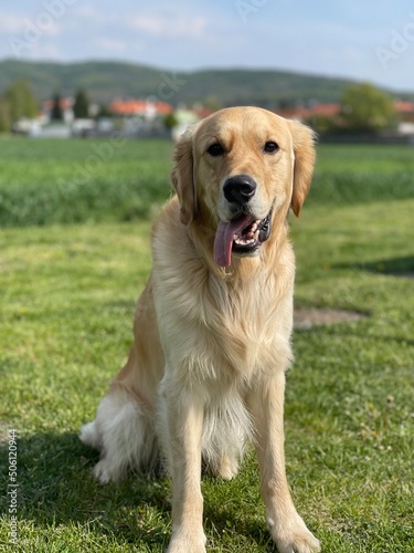 golden retriever puppy