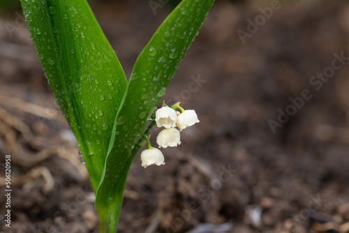 Lily of the Valley in the spring with dew on the leaf and bell shaped flowers