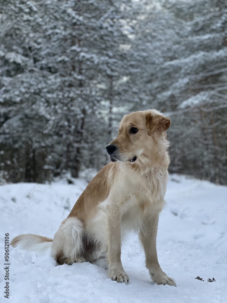 golden retriever portrait in the snow golden retriever portrait in the snow