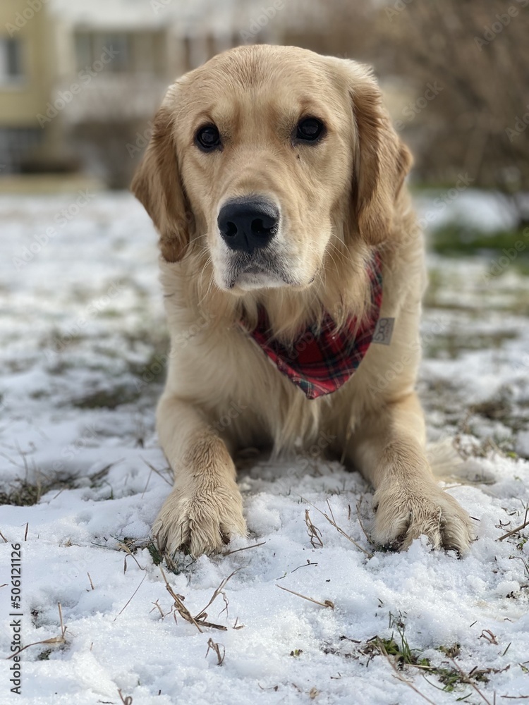 golden retriever portrait in the snow golden retriever portrait in the snow