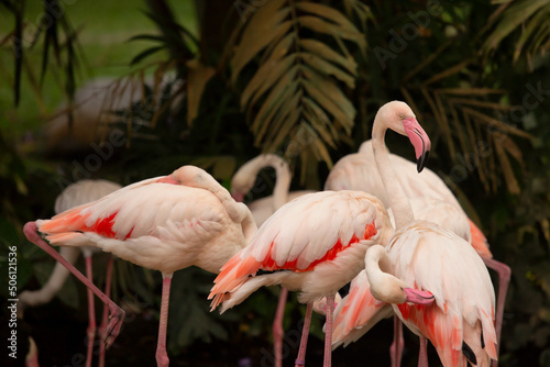Group of exotic pink flamingos photo