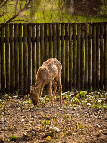 Fototapeta Naklejka Na Ścianę i Meble -  Deer