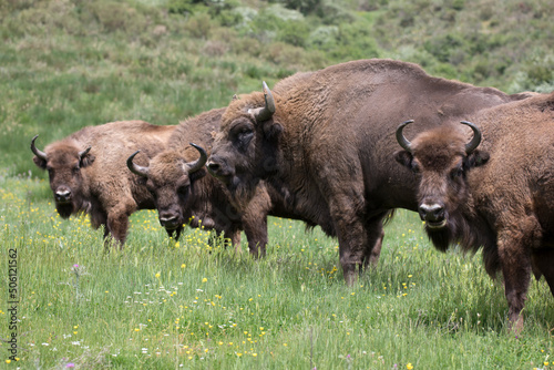 Portrait of free ranging European bison bovid