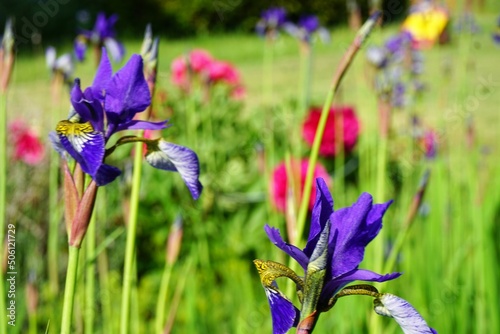 Fototapeta Naklejka Na Ścianę i Meble -  Grüne Blumenwiese mit blauer Iris und roten Pfingstrosen im Garten im Frühling 