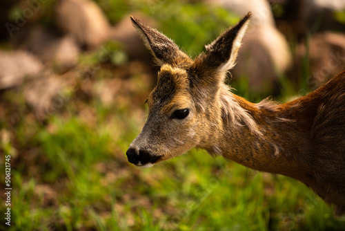 Fototapeta Naklejka Na Ścianę i Meble -  Deer