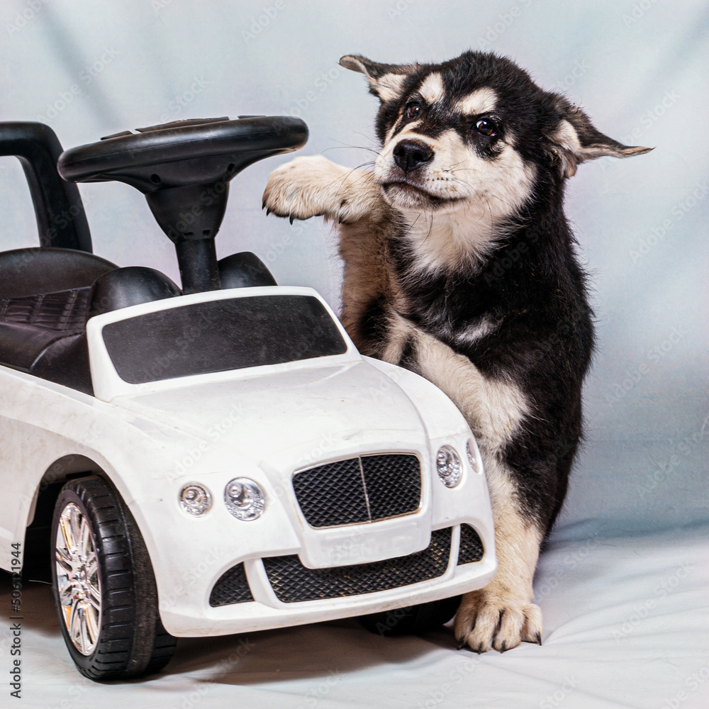 A half-breed shepherd puppy touches a toy children's car bomb with his paw.