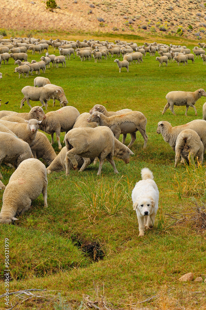 Fototapeta premium A shepherd dog watching a flock of sheep grazing and drinking water on the green fields by the road to Bodie State Historic Park, California, western USA
