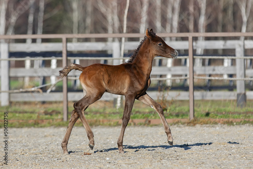 Young pretty arabian horse foal runs and frolics summer background