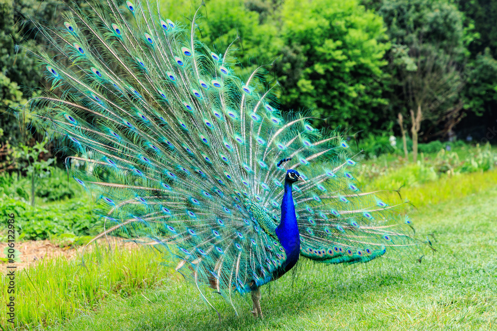 Obraz premium Peafowl showing his beaitful feathers in a green garden