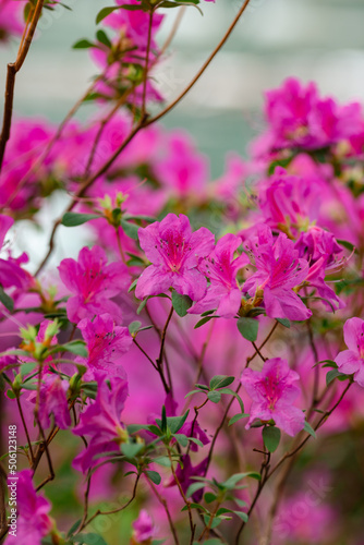 Flowering of azalea in spring purple, red and pink