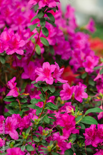 Flowering of azalea in spring purple, red and pink