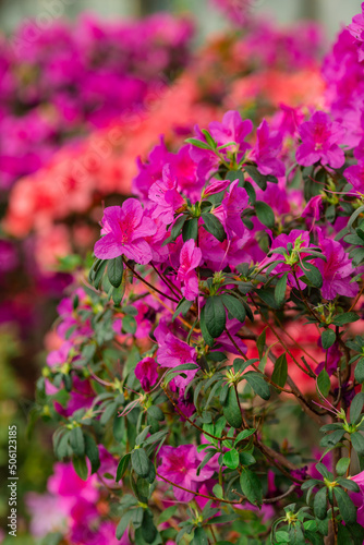 Flowering of azalea in spring purple, red and pink