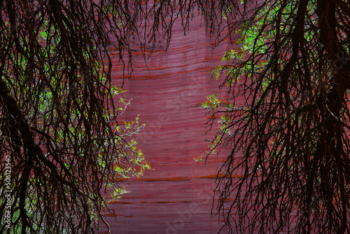 Tree branches framing a red sandstone wall deep in the Talampaya Canyon  Talampaya National Park  La Rioja Province  Argentina