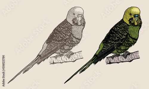 Budgerigar bird Vector illustration on a branch - Hand drawn