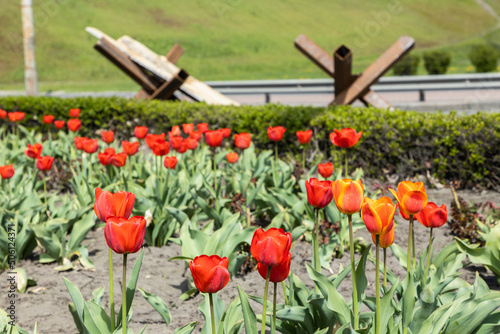 Tulip flowers on the background of defense sandbag wall at the street in Kyiv during Russian Ukrainian war