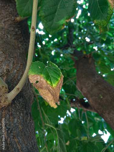 Selective focus on the heart shaped leaf 