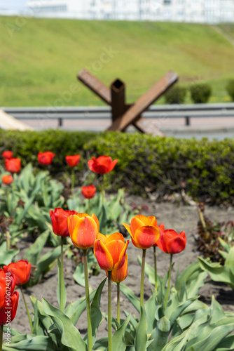 Tulip flowers on the background of defense sandbag wall at the street in Kyiv during Russian Ukrainian war