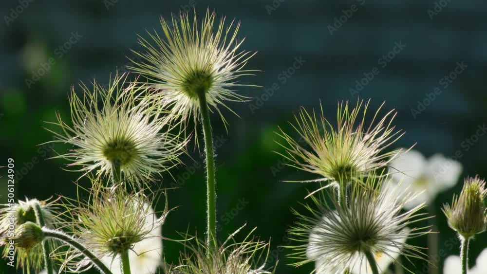 Cutleaf anemone (Pulsatilla patens) blooming in spring among the grass in the wild in Ukraine. Dream-grass or Pulsatilla patens blooms in the field or forest Close-up natural spring flowers background Cutleaf anemone (Pulsatilla patens) blooming in spring among the grass in the wild in Ukraine. Dream-grass or Pulsatilla patens blooms in the field or forest Close-up natural spring flowers background
