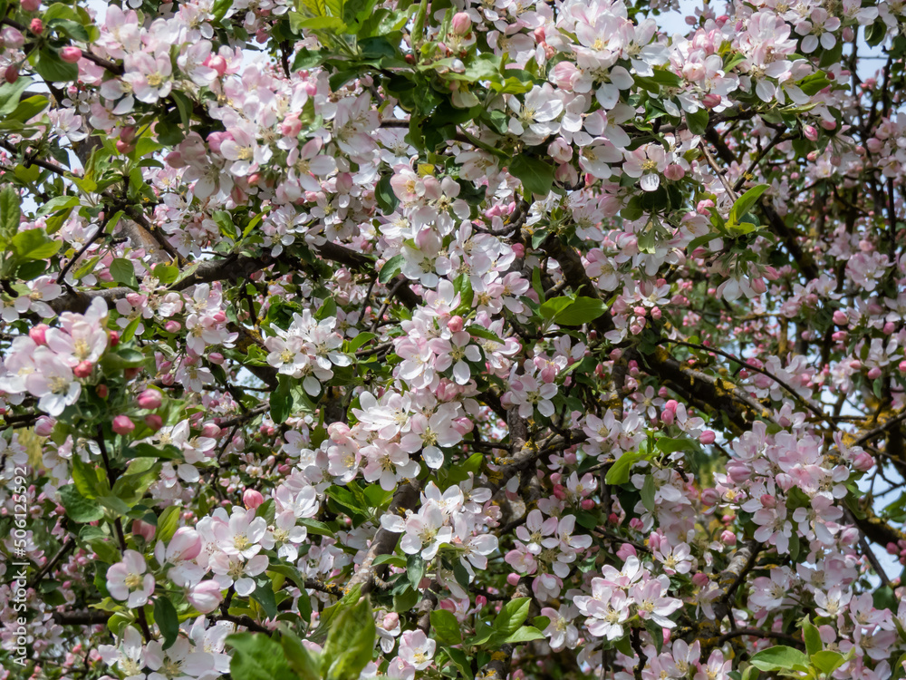 White and pink buds and blossoms of apple tree flowering in spring. Branches full with flowers eith open petals. Seasonal and floral spring scenery White and pink buds and blossoms of apple tree flowering in spring. Branches full with flowers eith open petals. Seasonal and floral spring scenery