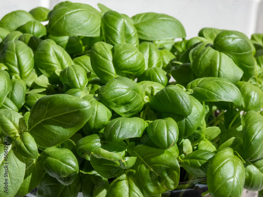 Close-up shot of young, green, fresh basil (Ocimum basilicum) plant leaves growing on a plant in bright sunlight. Concept of growing your own food. Green leaves of basil Close-up shot of young, green, fresh basil (Ocimum basilicum) plant leaves growing on a plant in bright sunlight. Concept of growing your own food. Green leaves of basil