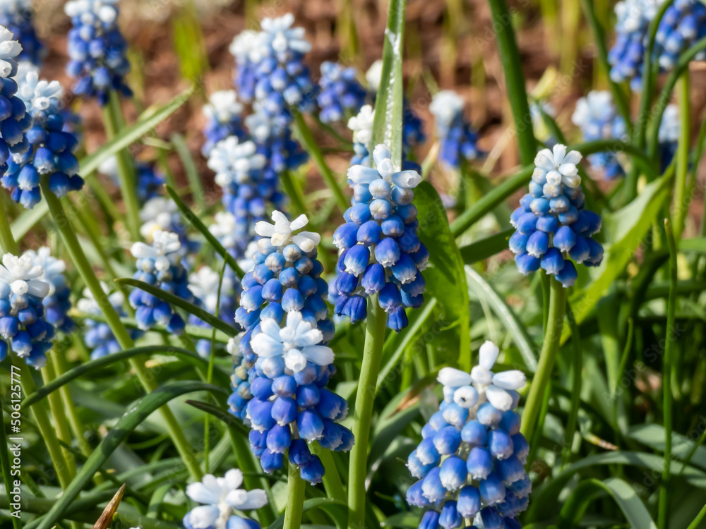 Close-up shot of bicolor grape hyacinth Muscari aucheri 'Mount Hood' features pretty, grape-like clusters of rounded blue flowers with white tips, crowned with white florets in spring Close-up shot of bicolor grape hyacinth Muscari aucheri 'Mount Hood' features pretty, grape-like clusters of rounded blue flowers with white tips, crowned with white florets in spring