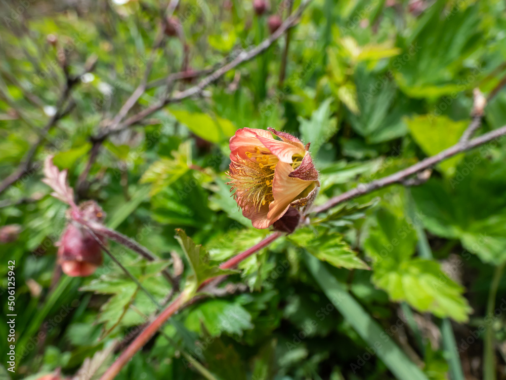 Close-up shot of nodding red flower of water avens (Geum rivale) growing in a green meadow surrounded with wild flowers in spring Close-up shot of nodding red flower of water avens (Geum rivale) growing in a green meadow surrounded with wild flowers in spring