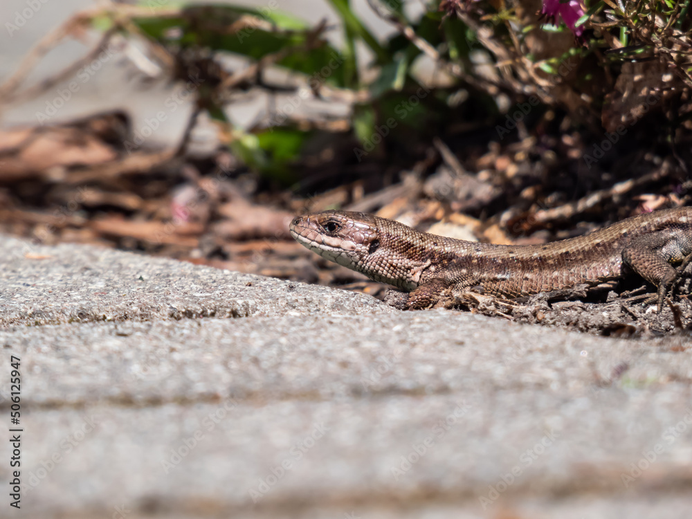 Detailed close-up of the Viviparous lizard or common lizard (Zootoca vivipara) on the ground near garden vegetation shot from the side and ground level Detailed close-up of the Viviparous lizard or common lizard (Zootoca vivipara) on the ground near garden vegetation shot from the side and ground level