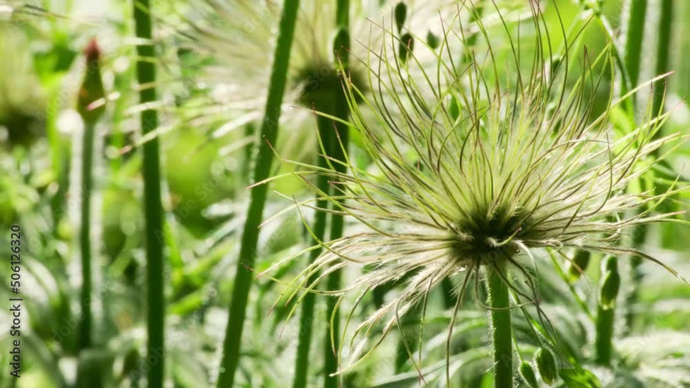 Pulsatilla patens flowers blooms in spring in forest or meadow. Nature spring background Dream-grass flowers, selective focus. Eastern Pasque-flower, cutleaf anemone in Ukraine. Close up, slow motion Pulsatilla patens flowers blooms in spring in forest or meadow. Nature spring background Dream-grass flowers, selective focus. Eastern Pasque-flower, cutleaf anemone in Ukraine. Close up, slow motion