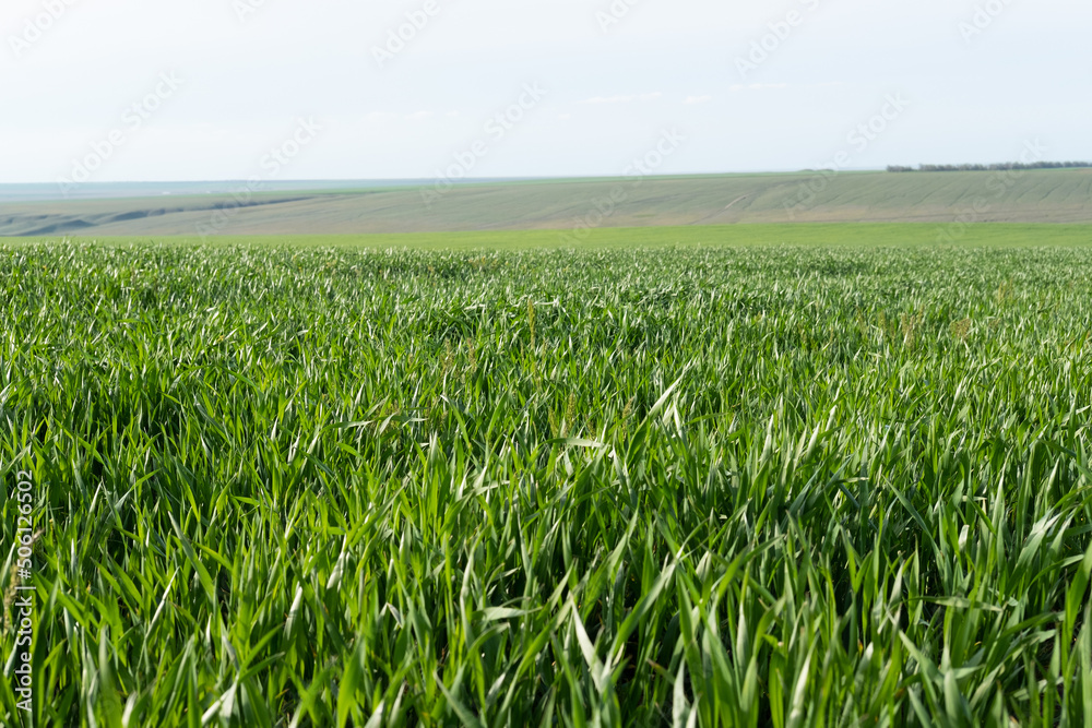 Young wheat plants growing on the soil, Amazingly beautiful endless fields of green wheat grass go far to the horizon. Young wheat plants growing on the soil, Amazingly beautiful endless fields of green wheat grass go far to the horizon.