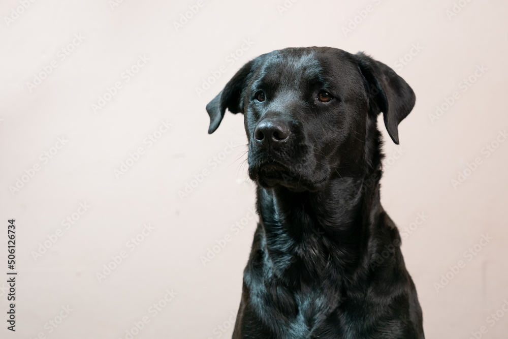 A beautiful portrait of a black rottweiler cross breed pet taken in a studio with a stunning shiny coat looking for treats  and being shy and coy Showing the pet love and family bond