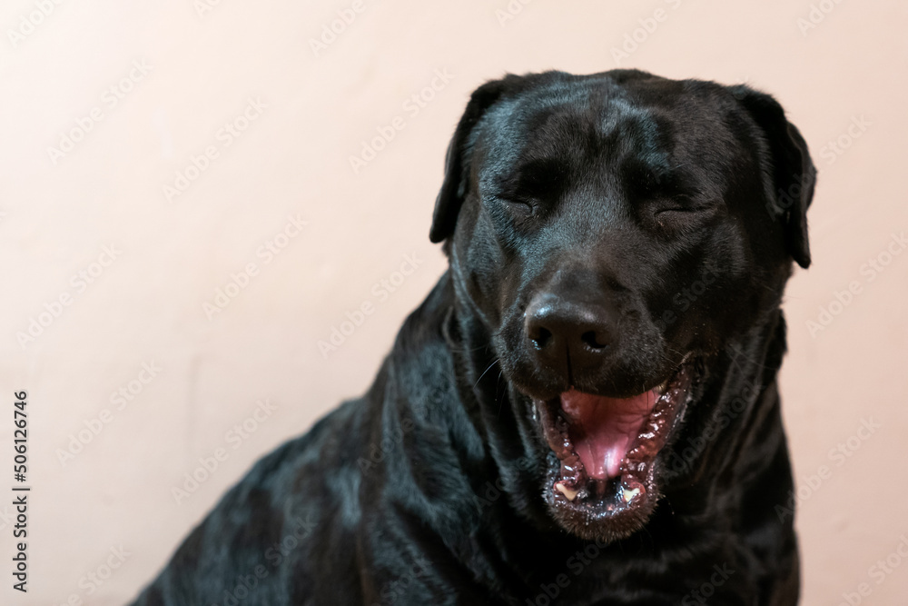 a very healthy Black Labrador breed dog with a shiny coat looking attentive and yawning looking for treats