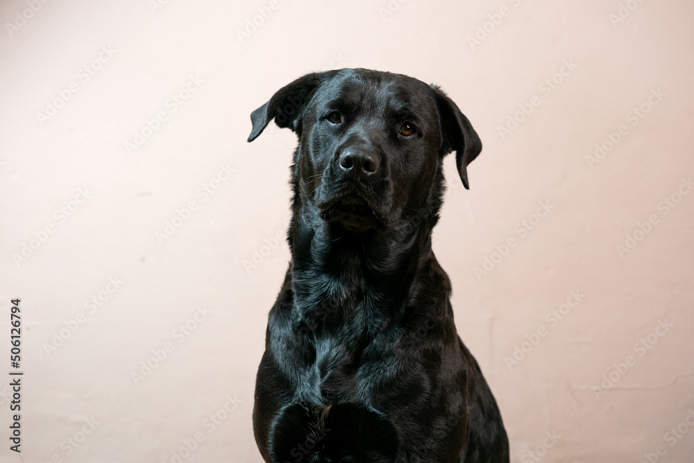 A beautiful portrait of a black rottweiler cross breed pet taken in a studio with a stunning shiny coat looking for treats and being shy and coy Showing the pet love and family bond A beautiful portrait of a black rottweiler cross breed pet taken in a studio with a stunning shiny coat looking for treats and being shy and coy Showing the pet love and family bond