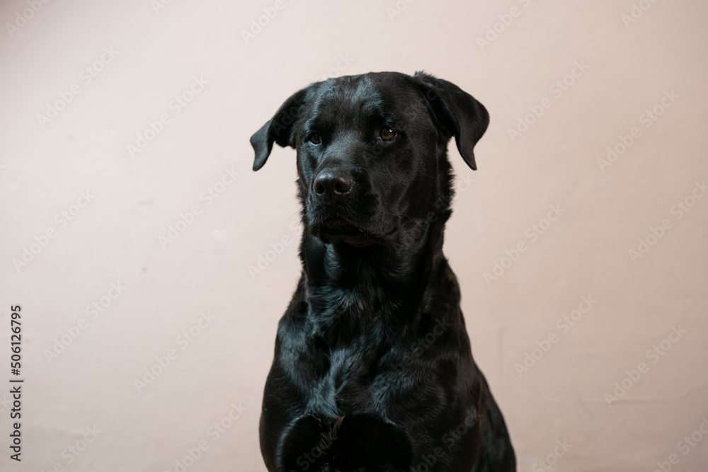 A beautiful portrait of a black rottweiler cross breed pet taken in a studio with a stunning shiny coat looking for treats and being shy and coy Showing the pet love and family bond A beautiful portrait of a black rottweiler cross breed pet taken in a studio with a stunning shiny coat looking for treats and being shy and coy Showing the pet love and family bond
