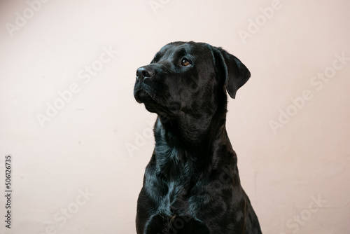 Foto A beautiful portrait of a black rottweiler cross breed pet taken in a studio wit