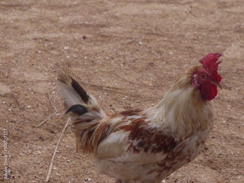 Farm Huhn photo