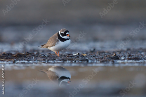 Common ringed plover or ringed plover (Charadrius hiaticula) searching for food in the dusk.