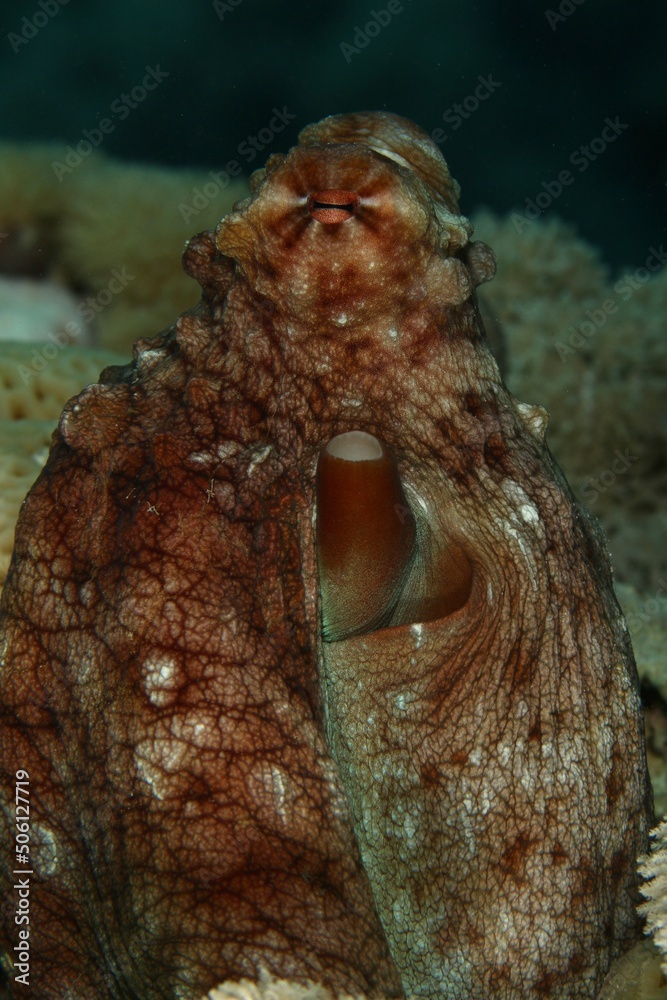 octopus in hiding Red Sea Egypt octopus in hiding Red Sea Egypt