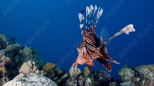 lion fish on coral with blue water and sun with reflections in the Red Sea Egypt 