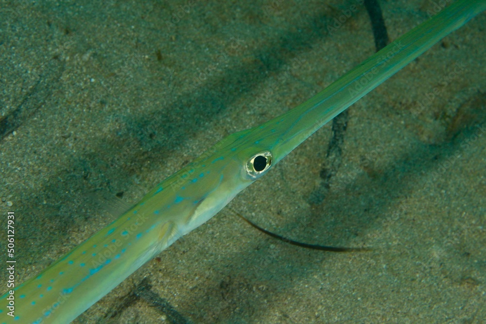 head on a reef in the Red Sea egypt StockFoto Adobe Stock