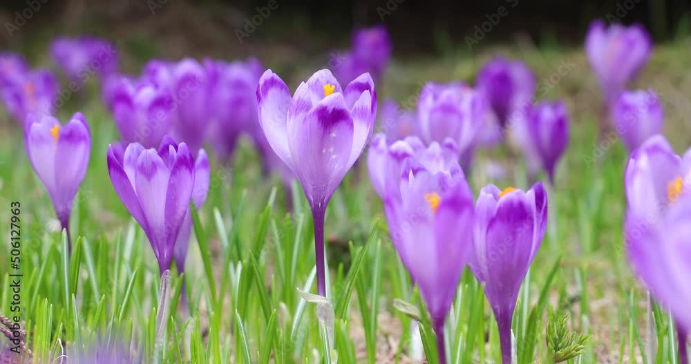 4k video. Beautiful crocus purple flowers, part of Iridaceae family, filmed in the mountains area in a beautiful landscape with mountains in background covered by snow. 4k video. Beautiful crocus purple flowers, part of Iridaceae family, filmed in the mountains area in a beautiful landscape with mountains in background covered by snow.