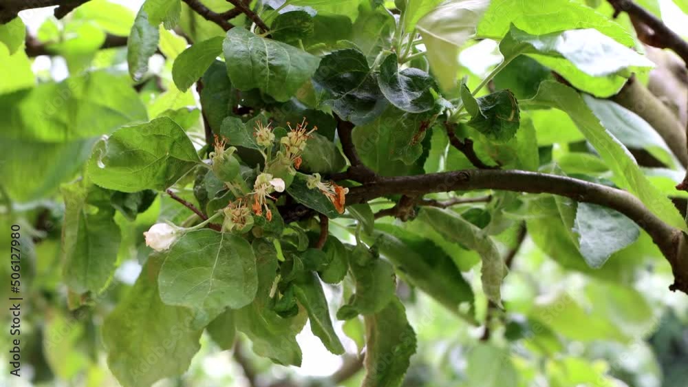 Apple Flowers and new apple fruits in May. Fruit farm. Apple Flowers and new apple fruits in May. Fruit farm.