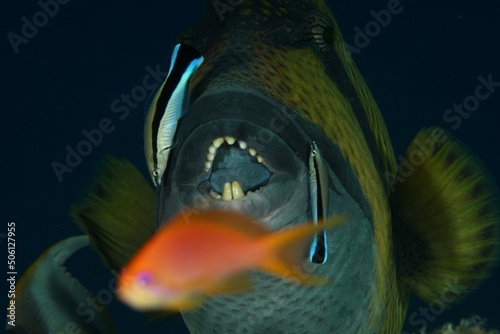 Titan Triggerfish (Balistoides viridescens) close up at the cleaning station with cleaning fish and big teeth in the Red Sea Egypt 