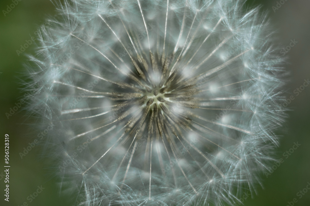 Fototapeta premium Macro photo of a dandelion on a green background. Dandelion seeds close up. The concept of fragility. Macro nature.