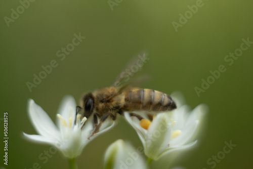 Macro photo of a bee. The bee collects pollen. Bee on a white flower. © stokkoval