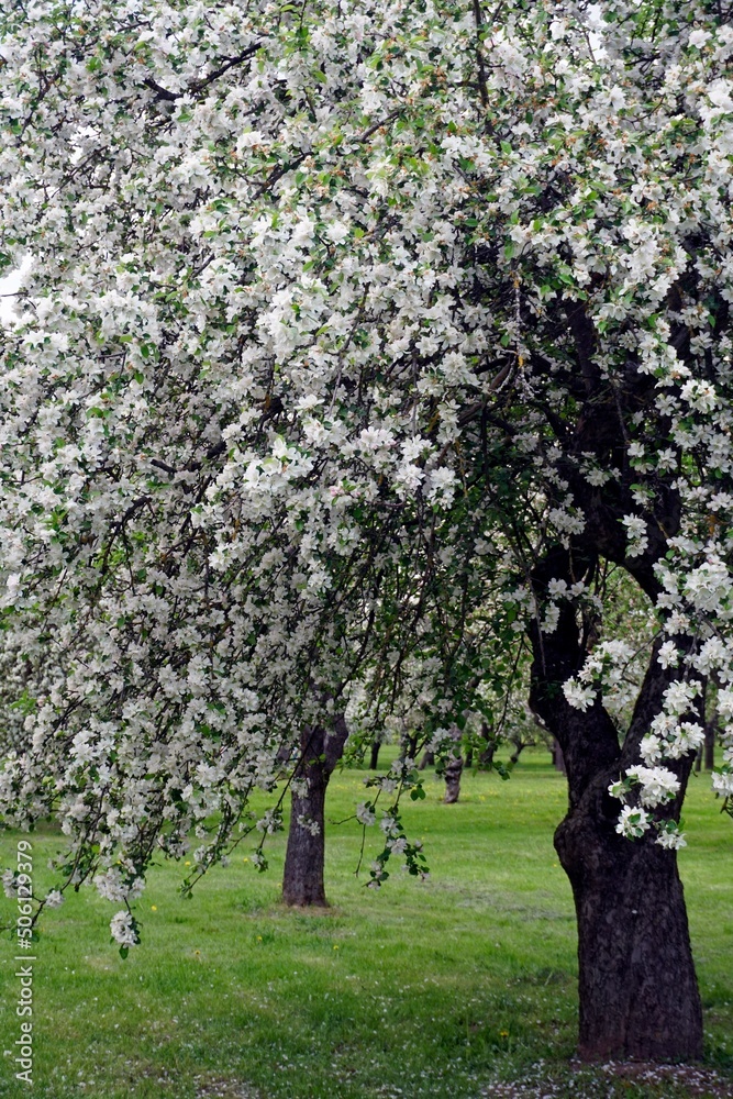Seasons. Spring in the garden. Flowering trees. Alley. Seasons. Spring in the garden. Flowering trees. Alley.