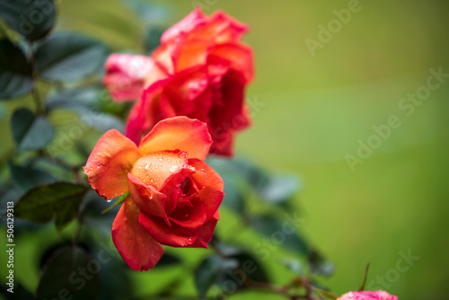 red rose in garden