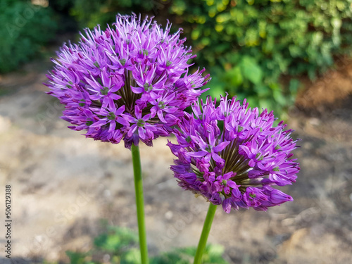 Giant Onion  in german Riesen-Lauch  Riesenzierlauch  Allium giganteum