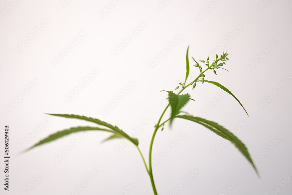 Obraz premium green marijuana bush on a white background