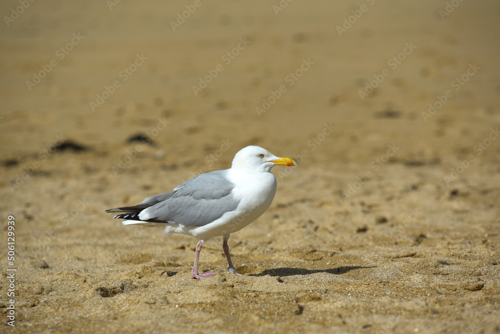 goéland goéland
